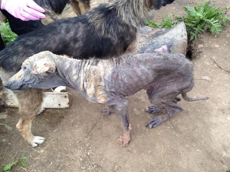 Приют или концлагерь? В московском приюте взрослые собаки от голода пожирают щенков 