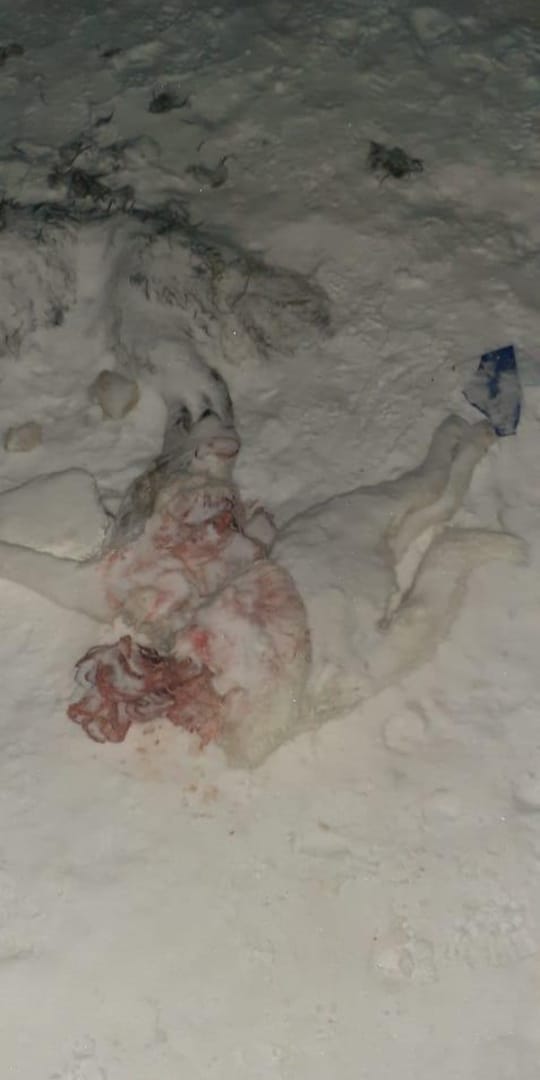 В теме "якутской живодерни" использовано фото разрубленной собаки из Надыма