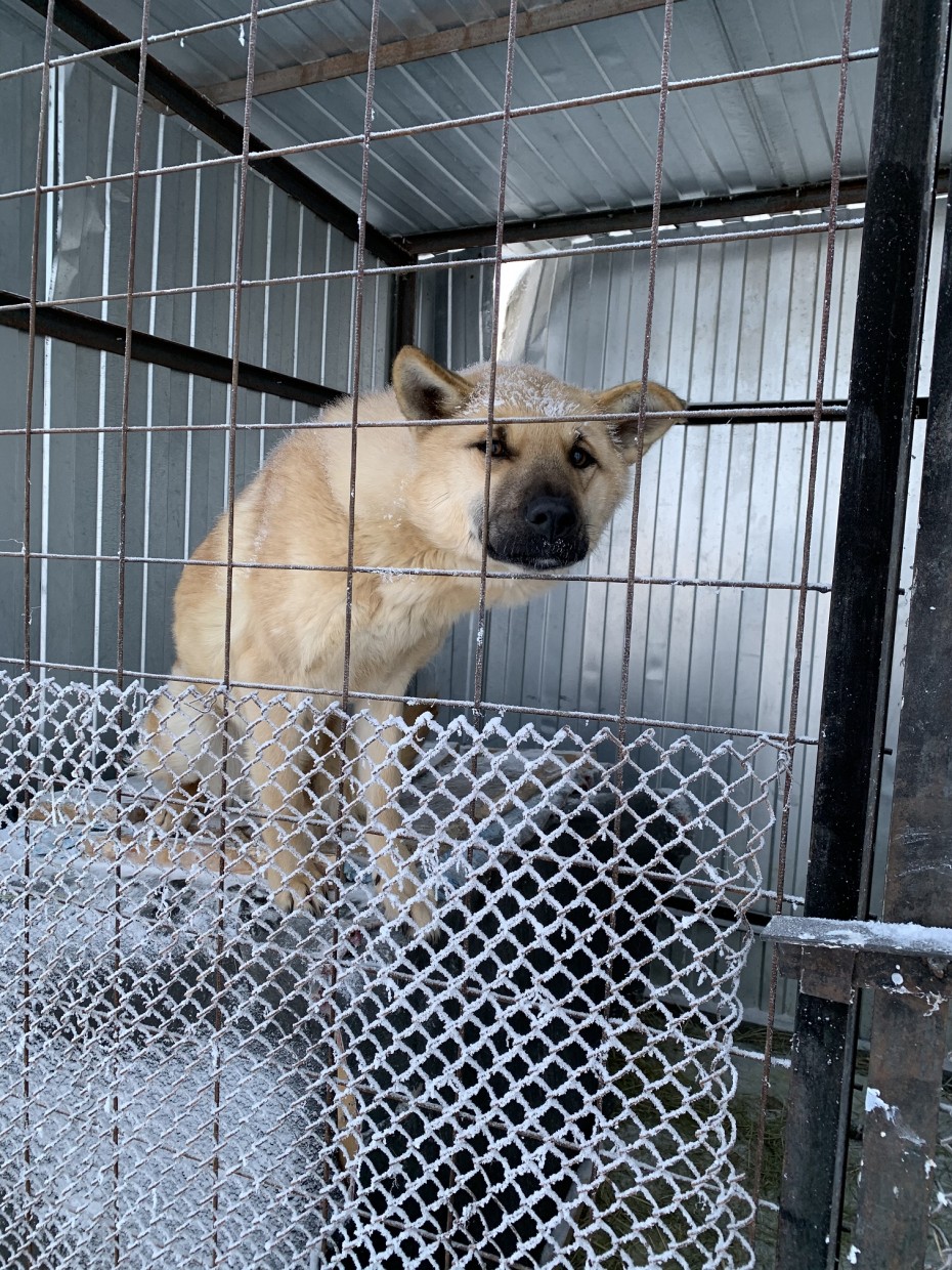 Верховный суд Якутии рассмотрит иск мэрии о передаче полномочий по обращению с безнадзорными животными