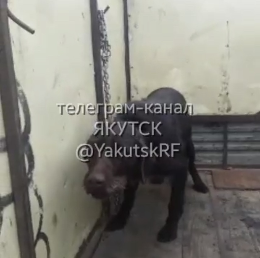 В Якутске продолжается отлов безнадзорных собак 
