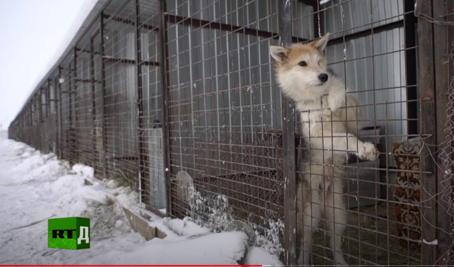 Russia Today сняла фильм о якутском пункте передержки животных ВИДЕО