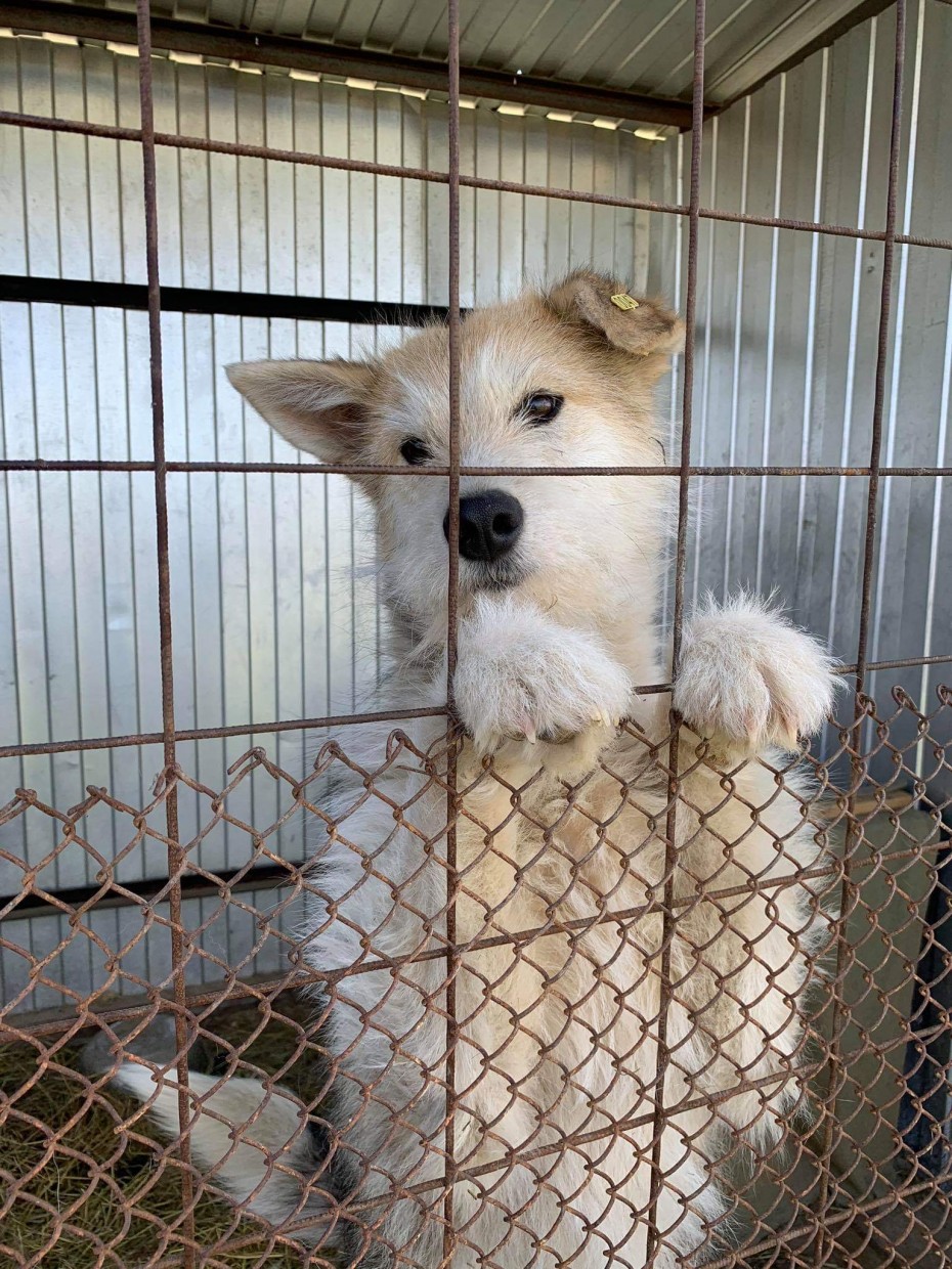 Фонд помощи животным отказался брать пункт передержки животных в Якутске 