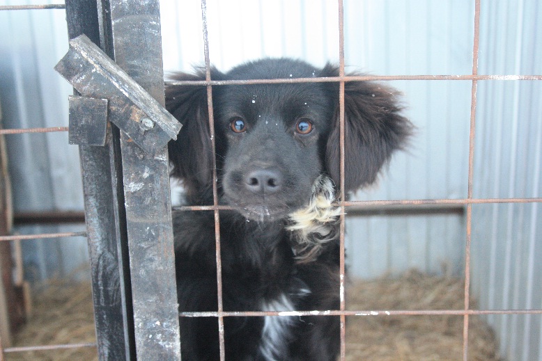 Безнадзорными животными в Якутске займется фонд "Помоги выжить"