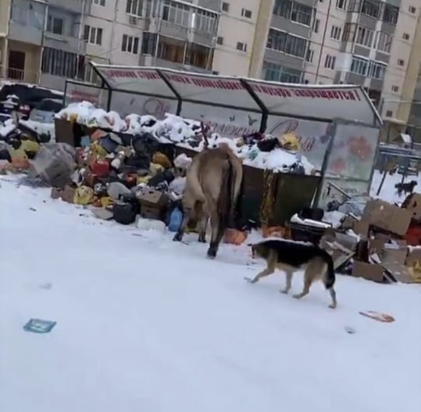 В Якутске будут штрафовать недобросовестных владельцев лошадей 