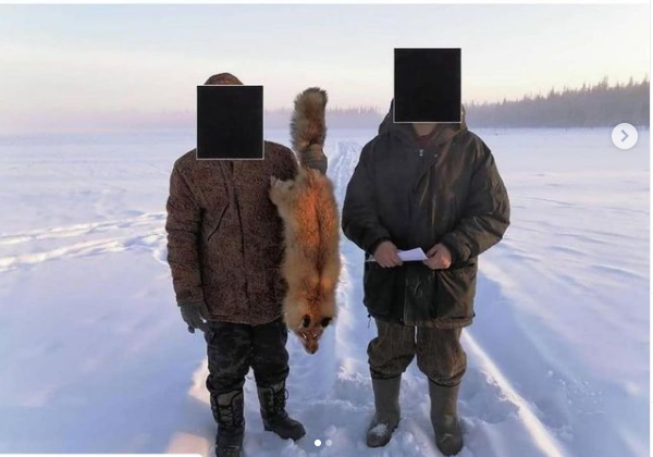 В Якутии установлены личности мужчин, жестоко убивших лису