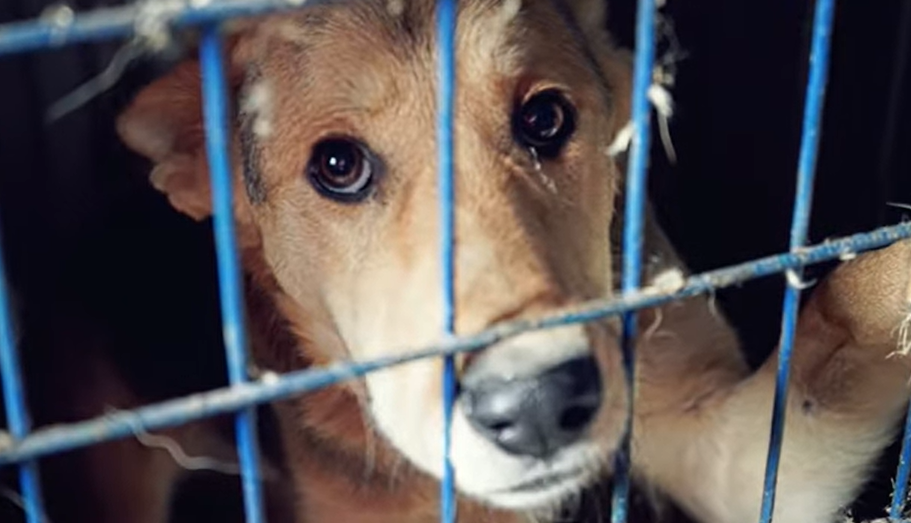 Дело о мошенничестве при отлове бездомных собак возбудили в Бурятии