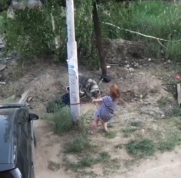 В Якутске женщина пыталась задушить маламута 
