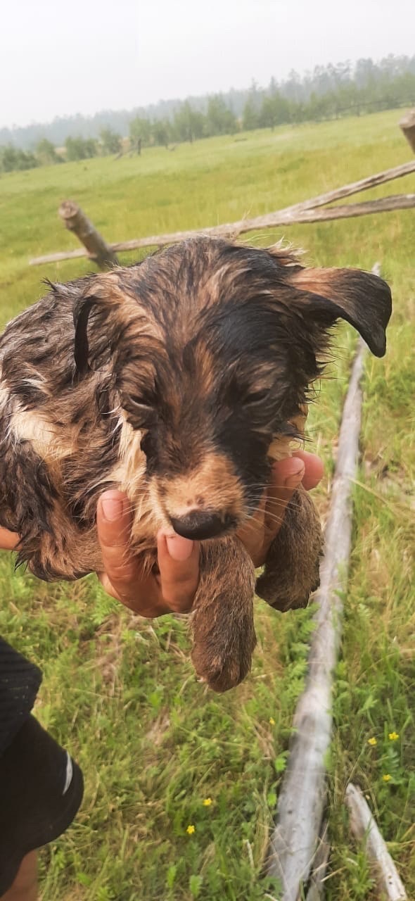В Якутске собака привела людей на помощь щенку, угодившему в битум ВИДЕО 
