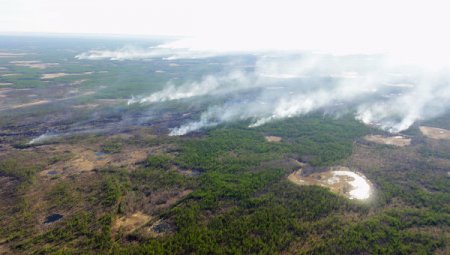В Якутии начнут восстанавливать лес