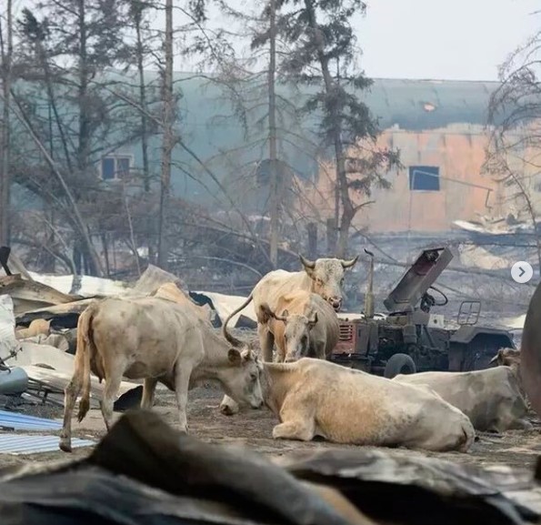 В селе Бэс-Кюель в пожаре погибли более ста кроликов, кур, свиней