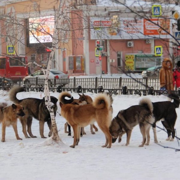 Город собак. В Якутске собаки напали на женщину
