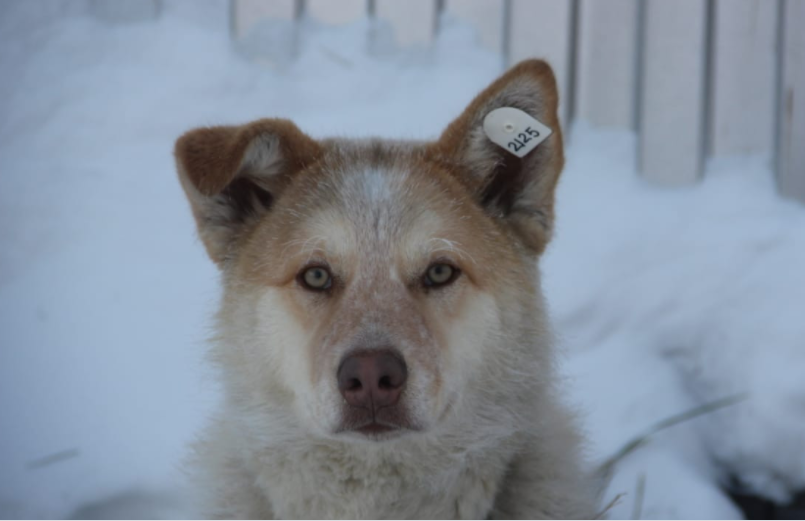 В Якутске депутаты обсудят внесения изменений в закон об ответственном обращении с животными