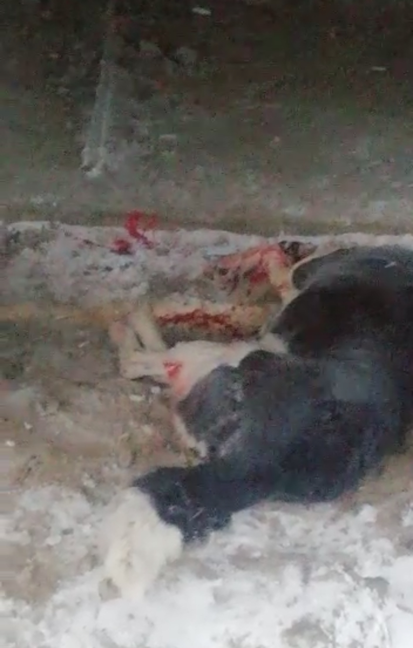 В Якутске начали убивать собак ВИДЕО 18+