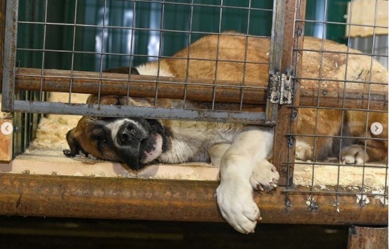 В Якутске в пункте передержки животных требуют деньги за бесхозных собак