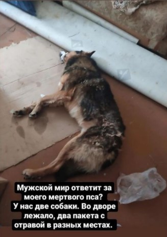 У жителя Якутска отравили собаку