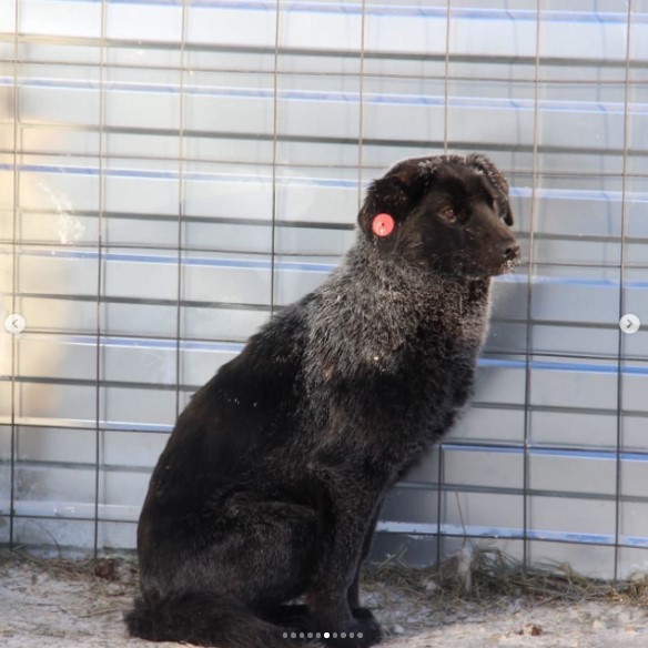 Животные в пункте передержки Якутска могут погибнуть от холода из-за отключения электроэнергии 