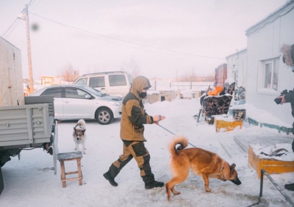 В Якутске собак из временного пункта передержки перевозят в непригодные клетки на Очиченко 57