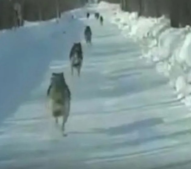 Минэкологии Якутии проводит расследование по убийству волков