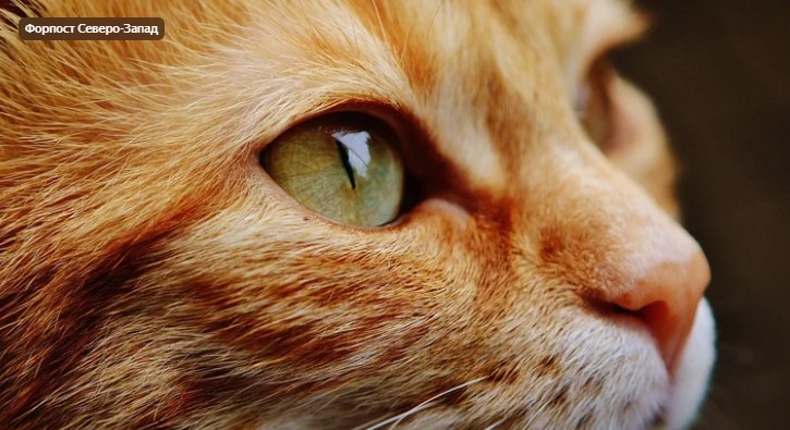 Костюмированный забег котов и кошек пройдет 4 июня в Петербурге   
