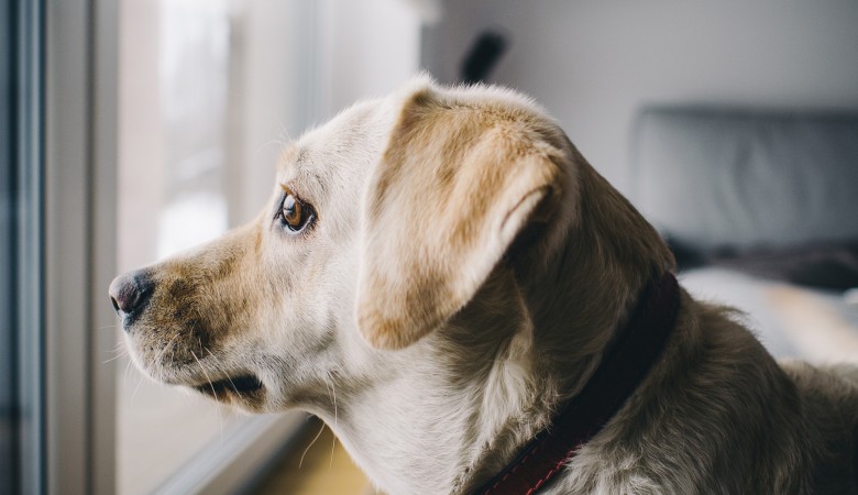 У собак обнаружены две генные мутации, из-за которых они дружелюбны с людьми