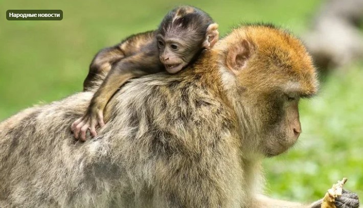 ВОЗ заявила о высоком риске появления оспы обезьян в России