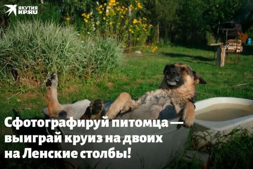 Редакция «Комсомольской правды в Якутии» объявляет фотоконкурс «Мой питомец на летнем отдыхе»
