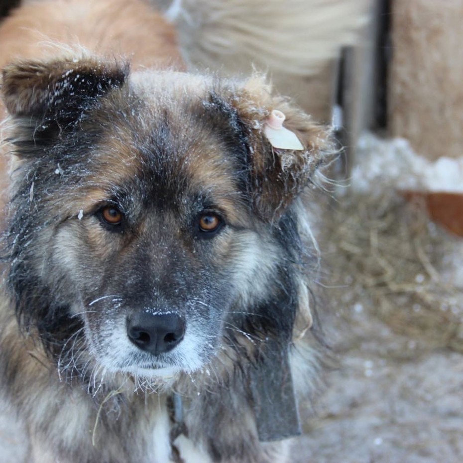 "Анализы собак на бруцеллез в приюте Якутска могут быть ложными" - эксперт 