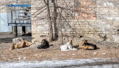 Заксобрание Оренбуржья предложило ввести процедуру умерщвления бездомных собак