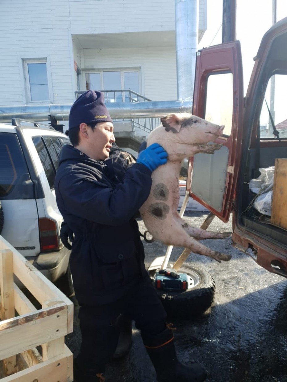 В арктические районы Якутии в этом году поставят более 4,9 тысяч кур и 245 поросят