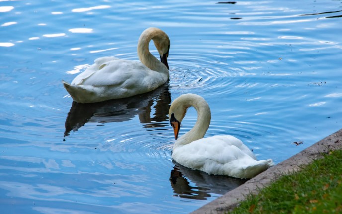 Лебеди Елисей и Любава вернулись в Летний сад после зимовки