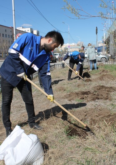 Работники компании «Алмазы Анабара» высадили аллею яблонь в Якутске