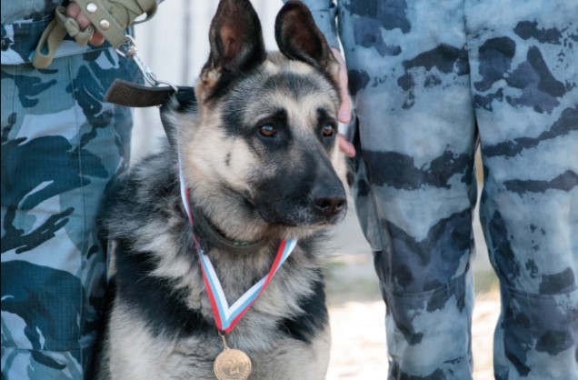 В Якутске прошли соревнования по многоборью кинологов со служебными собаками УФСИН