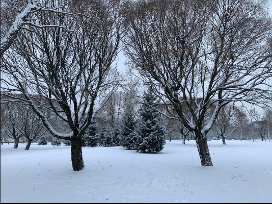 В Петербурге снегоприемные пункты открыли сезон