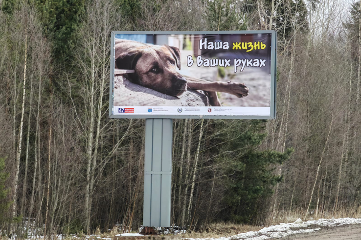 В Петербурге предоставят гранты на социальную рекламу о гуманном отношении к животным