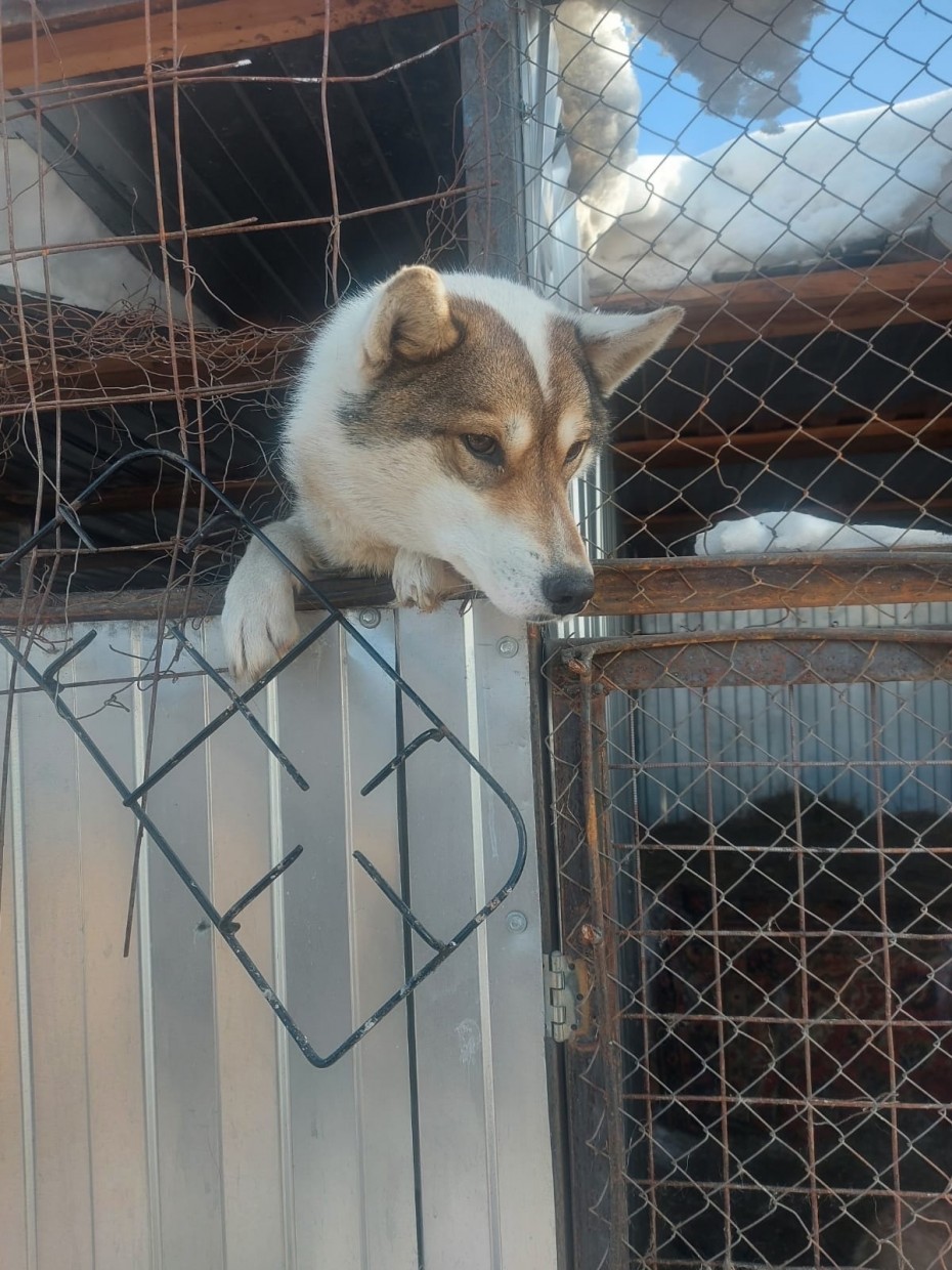 Живодерней зоозащитники назвали приют для собак в Якутске 