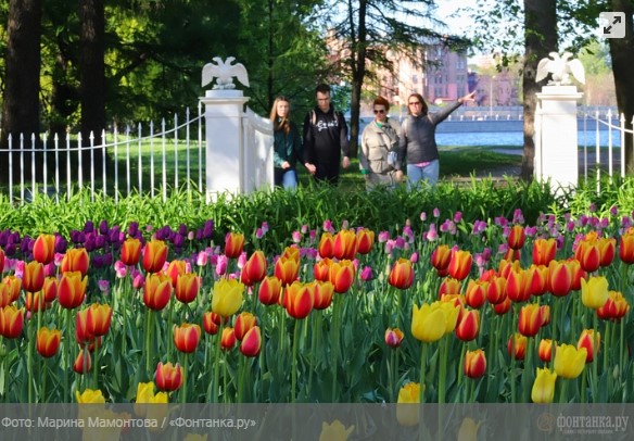 Фестиваль тюльпанов пройдет 18 и 19 мая в Петербурге  