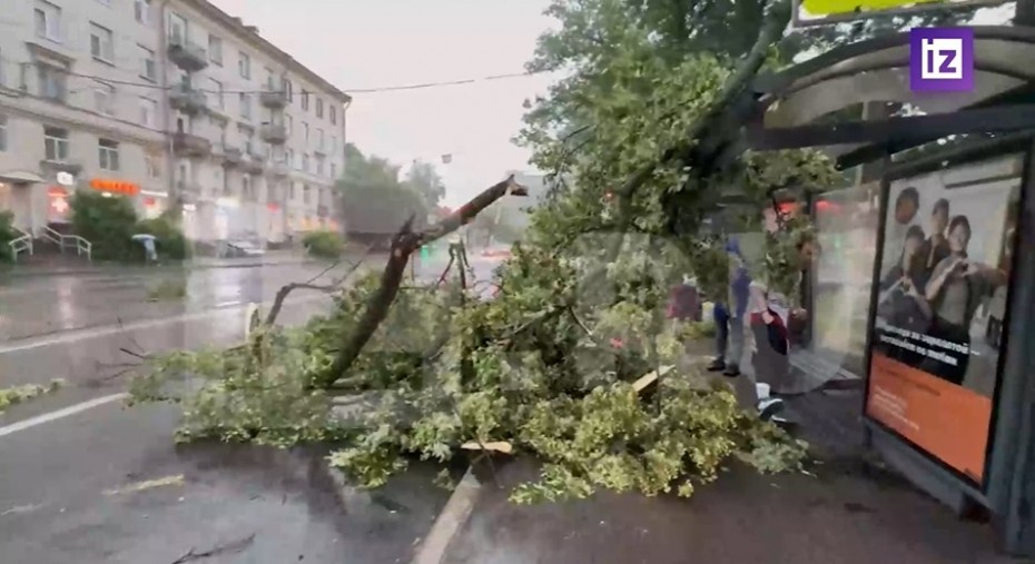 В Санкт-Петербурге при падении дерева из-за урагана погибла женщина