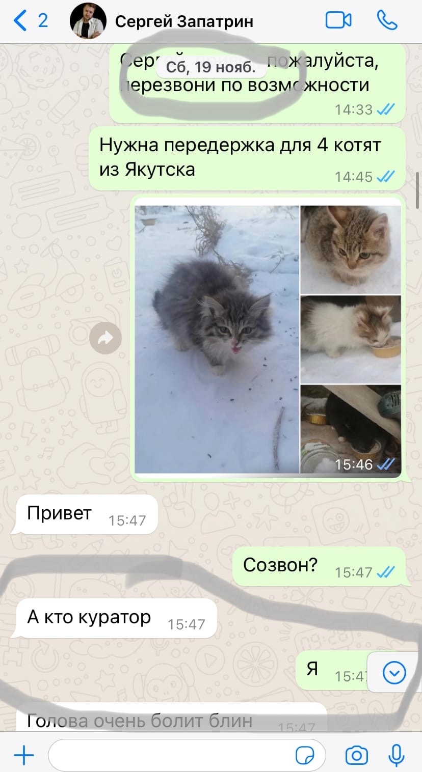 Котята сгинули в питерском 